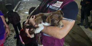 Ayuntamiento de SCLC rescata a cachorro víctima de maltrato