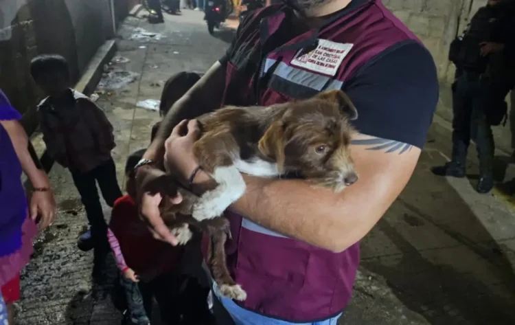 Ayuntamiento de SCLC rescata a cachorro víctima de maltrato